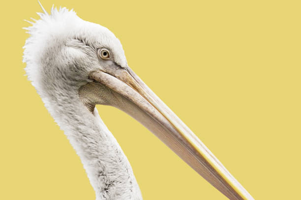 istock Pelican Head Isolated on Yellow 108126297
