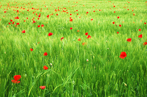 Beautiful spring red flowers on a green field. Horizontal shot. Exclusive only at Istockphoto.