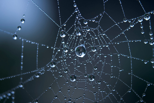 A web woven by a spider on a black background.