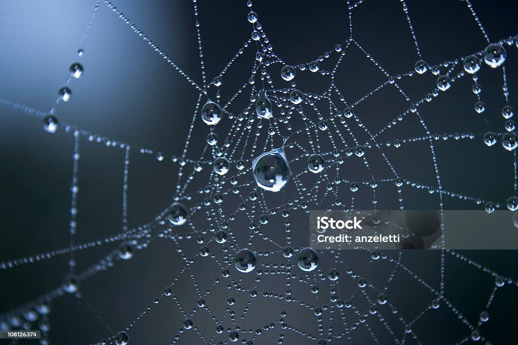 Bliska rosy kropelki wody na rano na Spiderweb - Zbiór zdjęć royalty-free (Pajęczyna)