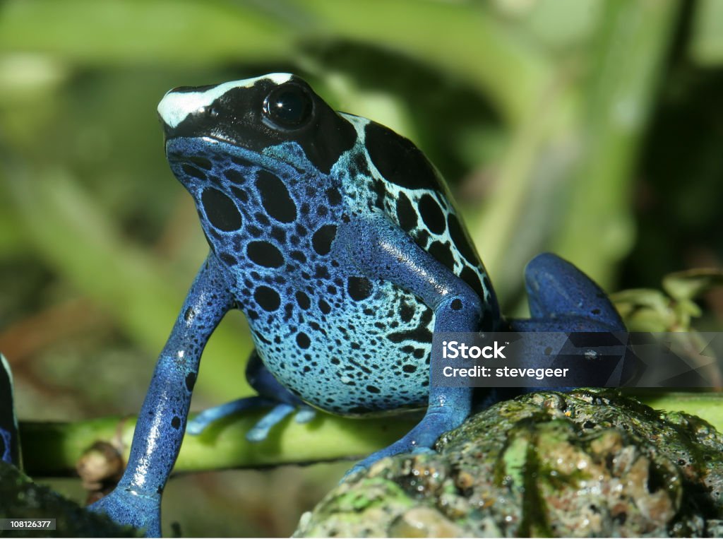 Grenouille bleu - Photo de Surinam libre de droits