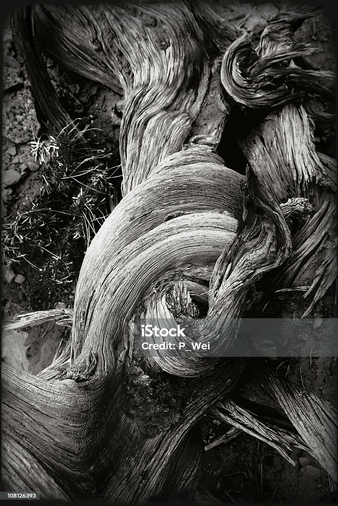 Sud-ouest: Entortillé Wood Nature morte - Photo de Écorce libre de droits