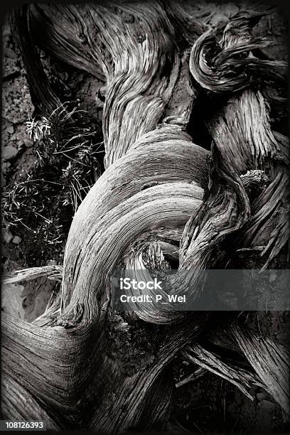 Photo libre de droit de Sudouest Entortillé Wood Nature Morte banque d'images et plus d'images libres de droit de Écorce - Écorce, Arbre, Couleur noire