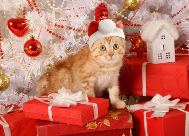 istock Cute red-haired kitten in a Santa Claus hat 1081263976