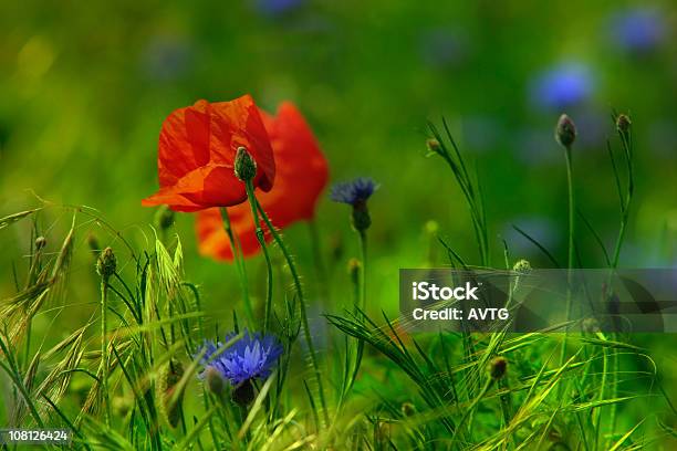 Zbliżenie Czerwony I Fioletowy Dzikich Kwiatów W Zielony Łąka - zdjęcia stockowe i więcej obrazów Bez ludzi