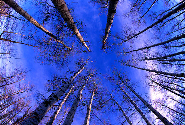 pappeln nachschlagen - poplar tree aspen tree tree winter stock-fotos und bilder