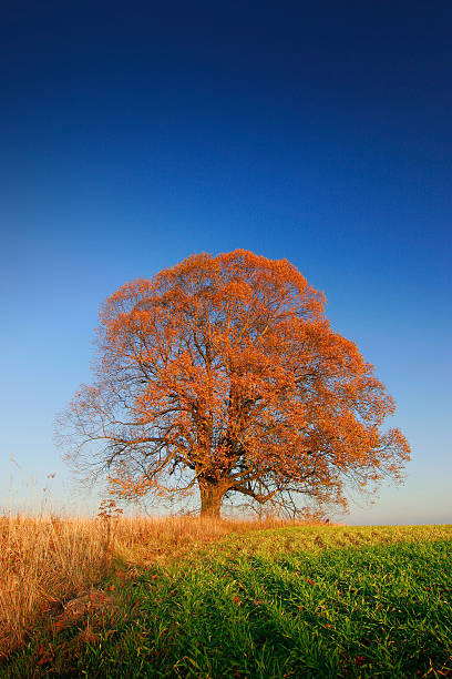 [url=http://istockphoto.com/litebox.php?liteboxID=303216][img]http://www.istockphoto.com/file_thumbview_approve.php?size=1&id=925210[/img][/url] [url=http://istockphoto.com/litebox.php?liteboxID=303216][img]http://www.istockphoto.com/file_thumbview_approve.php?size=1&id=943352[/img][/url] [url=http://istockphoto.com/litebox.php?liteboxID=303216][img]http://www.istockphoto.com/file_thumbview_approve.php?size=1&id=936742[/img][/url] [url=http://istockphoto.com/litebox.php?liteboxID=303216][img]http://www.istockphoto.com/file_thumbview_approve.php?size=1&id=944614[/img][/url] [url=http://istockphoto.com/litebox.php?liteboxID=303216][img]http://www.istockphoto.com/file_thumbview_approve.php?size=1&id=840032[/img][/url] [url=http://istockphoto.com/litebox.php?liteboxID=303216][img]http://www.istockphoto.com/file_thumbview_approve.php?size=1&id=910908[/img][/url] [url=http://istockphoto.com/litebox.php?liteboxID=303216][img]http://www.istockphoto.com/file_thumbview_approve.php?size=1&id=961966[/img][/url] [url=http://istockphoto.com/litebox.php?liteboxID=303216][img]http://www.istockphoto.com/file_thumbview_approve.php?size=1&id=925134[/img][/url] [url=http://istockphoto.com/litebox.php?liteboxID=303216][img]http://www.istockphoto.com/file_thumbview_approve.php?size=1&id=961849[/img][/url] [url=http://istockphoto.com/litebox.php?liteboxID=303216][img]http://www.istockphoto.com/file_thumbview_approve.php?size=1&id=937852[/img][/url] [url=http://istockphoto.com/litebox.php?liteboxID=303216][img]http://www.istockphoto.com/file_thumbview_approve.php?size=1&id=960469[/img][/url] [url=http://istockphoto.com/litebox.php?liteboxID=303216][img]http://www.istockphoto.com/file_thumbview_approve.php?size=1&id=929164[/img][/url]\n\nPlease visit my [url=http://istockphoto.com/litebox.php?liteboxID=303216]--AUTUMN--[/url] lightbox for many more shots like the above to choose from.