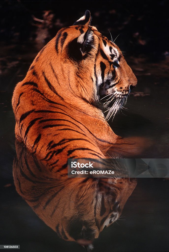 Royal tigre de bengala - Foto de stock de Tigre libre de derechos