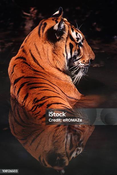 Royal Tigre De Bengala Foto de stock y más banco de imágenes de Tigre - Tigre, India, Fotografía - Imágenes