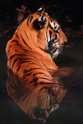 Siberian tiger is a largest tiger in the world and the most northern tiger population. Siberian tiger has the thickest and the longest fur. It has fewer stripes than other subspecies. Total number of stripes can reach 100.