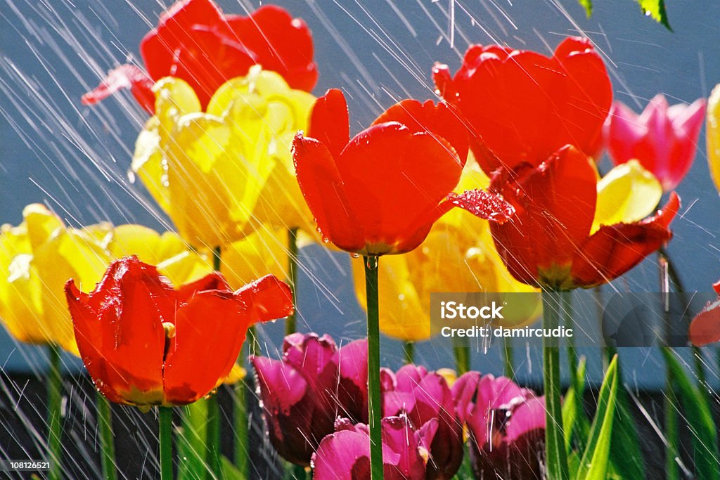 Florescer tulipas na chuva - Foto de stock de Chuva royalty-free