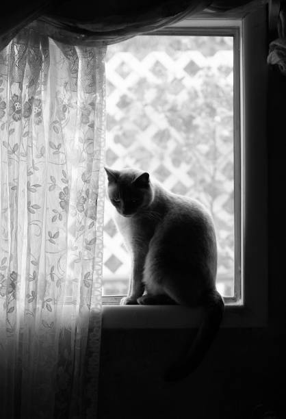 A cat sitting on a windowsill, gazing outside with curiosity, its tail gently swaying. Soft sunlight casts a warm glow on its fur.