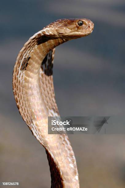 Photo libre de droit de Cobra banque d'images et plus d'images libres de droit de Cobra - Cobra, Serpent, Espèces en danger