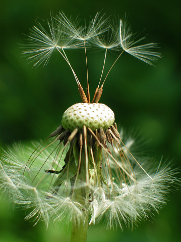 A lawn of blowballs: Dandelion - Taraxacum Officinale
