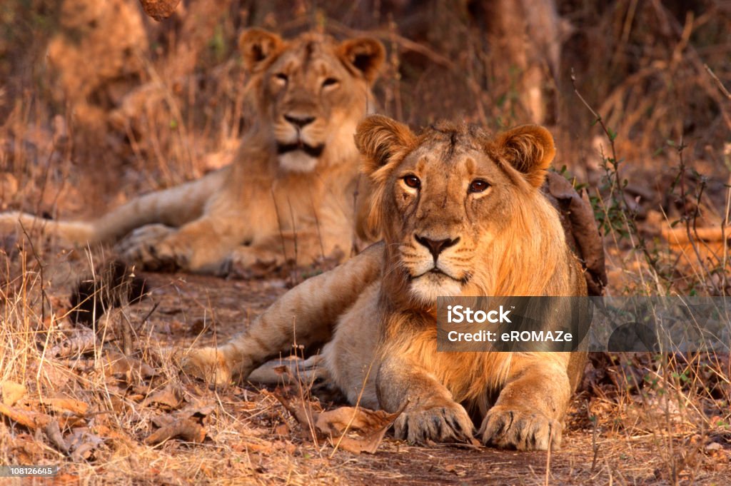 Asiatic Lion (Panthera 사자자리 persica - 로열티 프리 아시아사자 스톡 사진