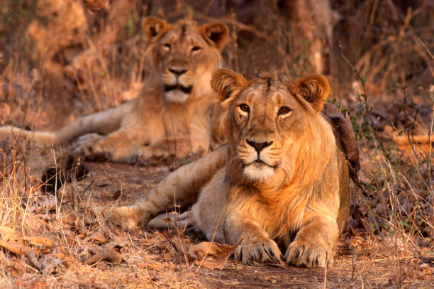 Asiatic Lion (Panthera leo persica) stock photo