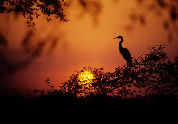 Egret at Dusk  bharatpur stock pictures, royalty-free photos & images