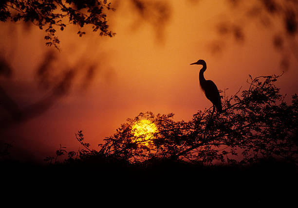 Egret at Dusk stock photo