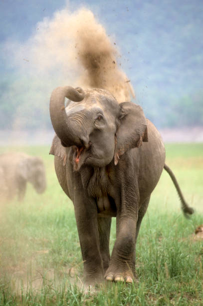 indian elephant - jim corbett national park 個照片及圖片檔