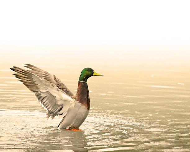 Beautiful Duck in a Pond stock photo