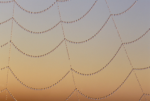 A closeup shot of a spider web with rain drops