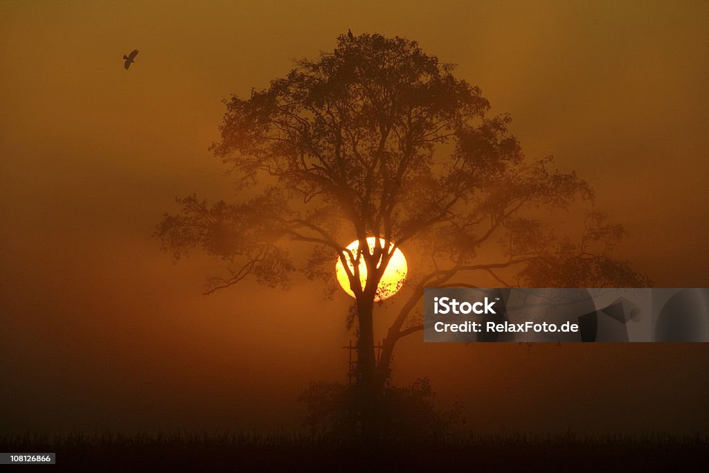 Majestic Sunrise hinter dem Baum Silhouette im Nebel - Lizenzfrei Baum Stock-Foto