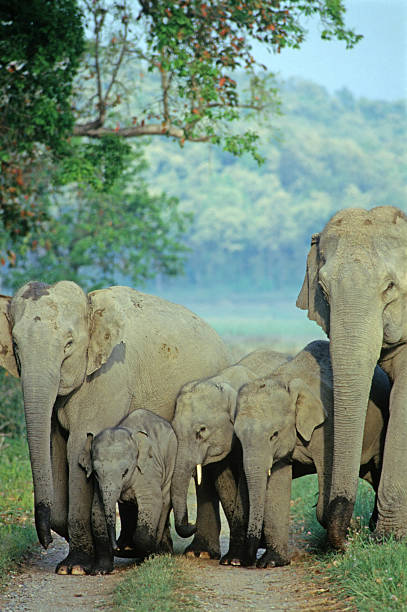 elephant family - jim corbett national park 個照片及圖片檔
