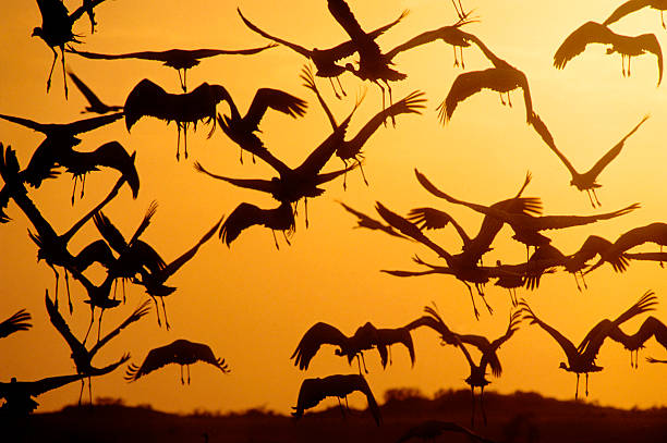istock Demoiselle Cranes at Dusk 108126923