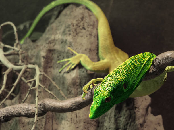 istock Green Lizard on Rock and Branch 108126946