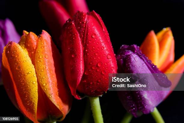 Tre Tulipani Con Gocce Di Pioggia - Fotografie stock e altre immagini di Multicolore - Multicolore, Goccia, Fiore