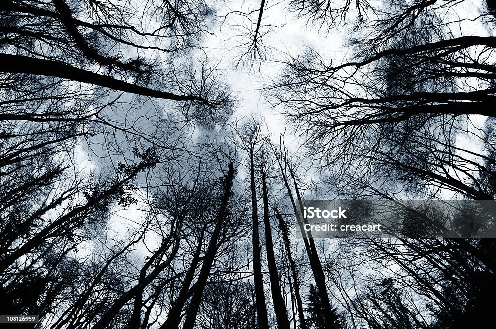 Regarder hiver des arbres dans la forêt - Photo de Arbre libre de droits