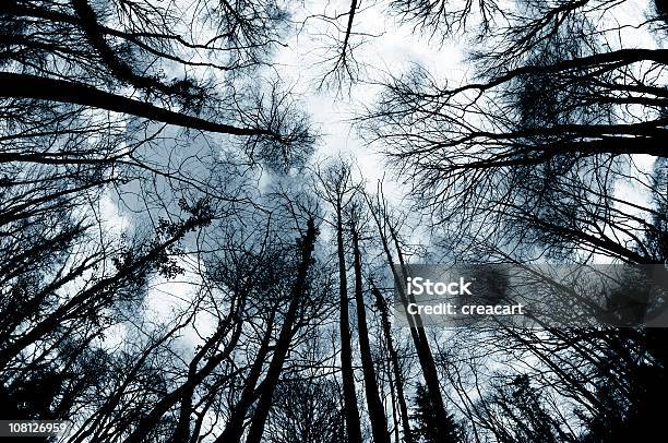 Olhando Para Cima Em Árvores De Inverno Na Floresta - Fotografias de stock e mais imagens de Ramo - parte de uma planta