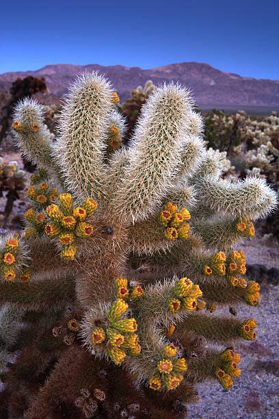 Blooming Cholla Cactus in Desert at Dusk