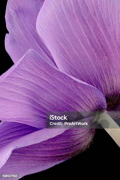 Anemone Stockfoto und mehr Bilder von Baumblüte - Baumblüte, Blume, Blüte