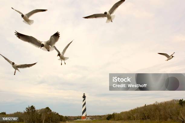 Cape Hatteras Seagulls Stock Photo - Download Image Now - Lighthouse, Beach, North Carolina - US State