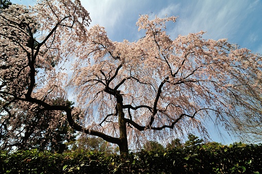 Weeping Cherry Tree blooming in the blue sky.It is a cherry blossom