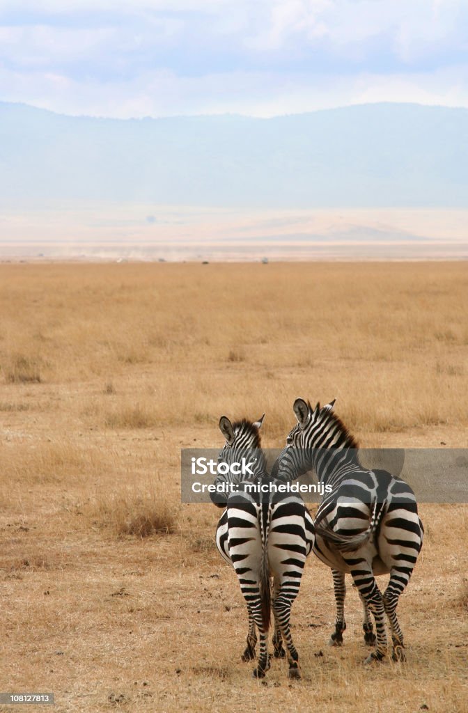 Два с зебрами Plains - Стоковые фото Зебра роялти-фри