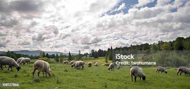 Sheeps Fasten Stockfoto und mehr Bilder von Schaf - Schaf, Grasen, Lamm - Tier
