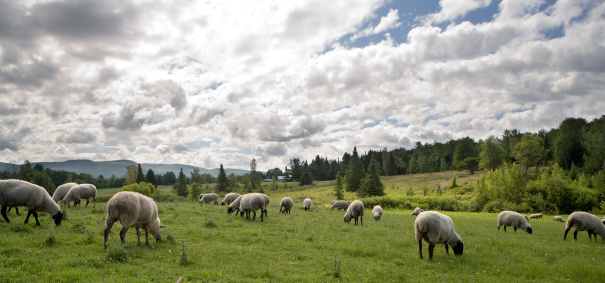 single white sheep  on the mountain farm.