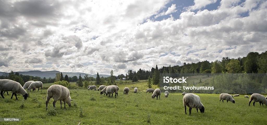 Sheeps feasting  Sheep Stock Photo