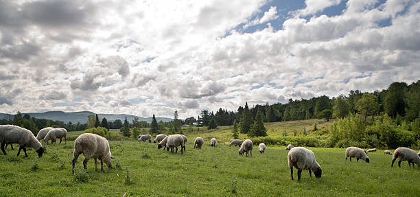 Sheeps feasting stock photo