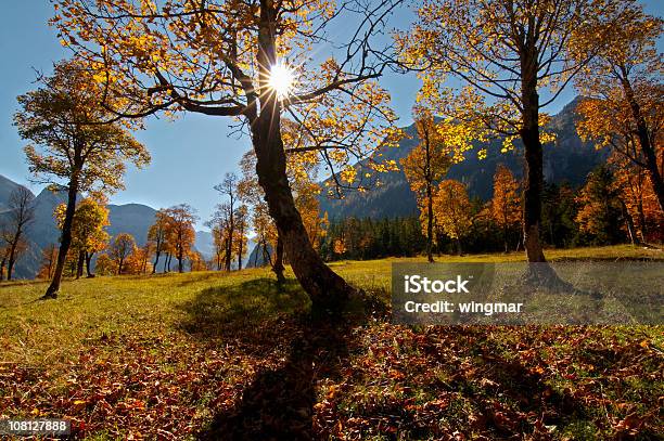 Ahornboden Stock Photo - Download Image Now - Autumn, Beauty In Nature, Branch - Plant Part