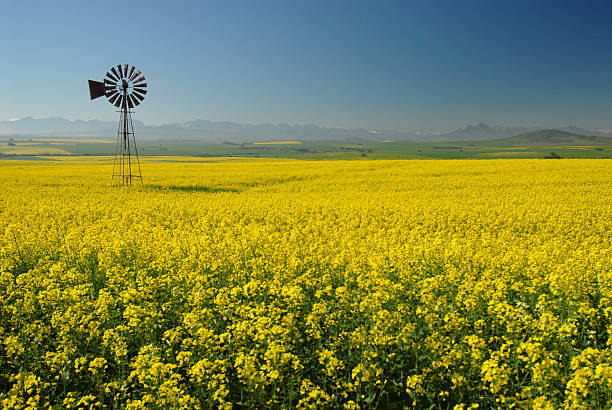 風車の菜種キャノーラ（)フィールド - windmill cultivated land crop day ストックフォトと画像