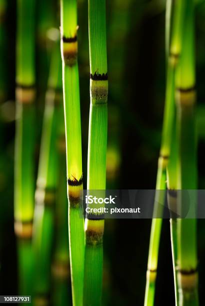 Bambusa Łodygi - zdjęcia stockowe i więcej obrazów Bambus - Wiechlinowate - Bambus - Wiechlinowate, Bez ludzi, Dzień