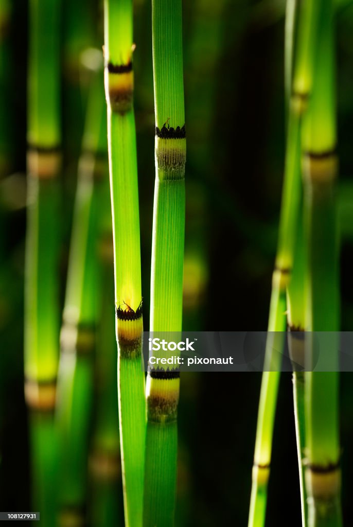 Caules de Bambu - Royalty-free Ao Ar Livre Foto de stock