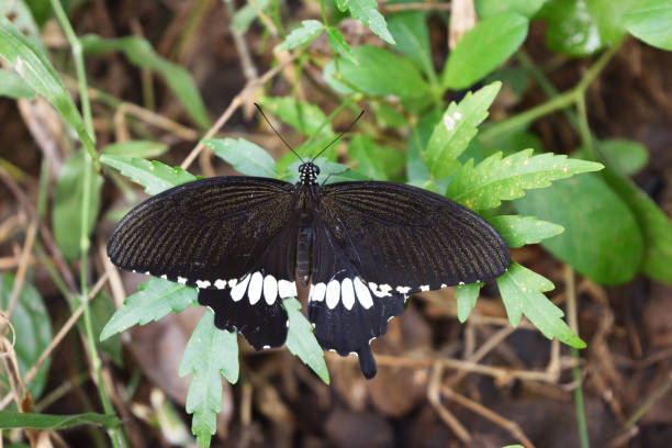istock The Common Mormon butterfly on leaf 1081279594