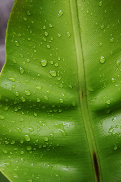 istock Close-up Water drops on green leaf 1081279692