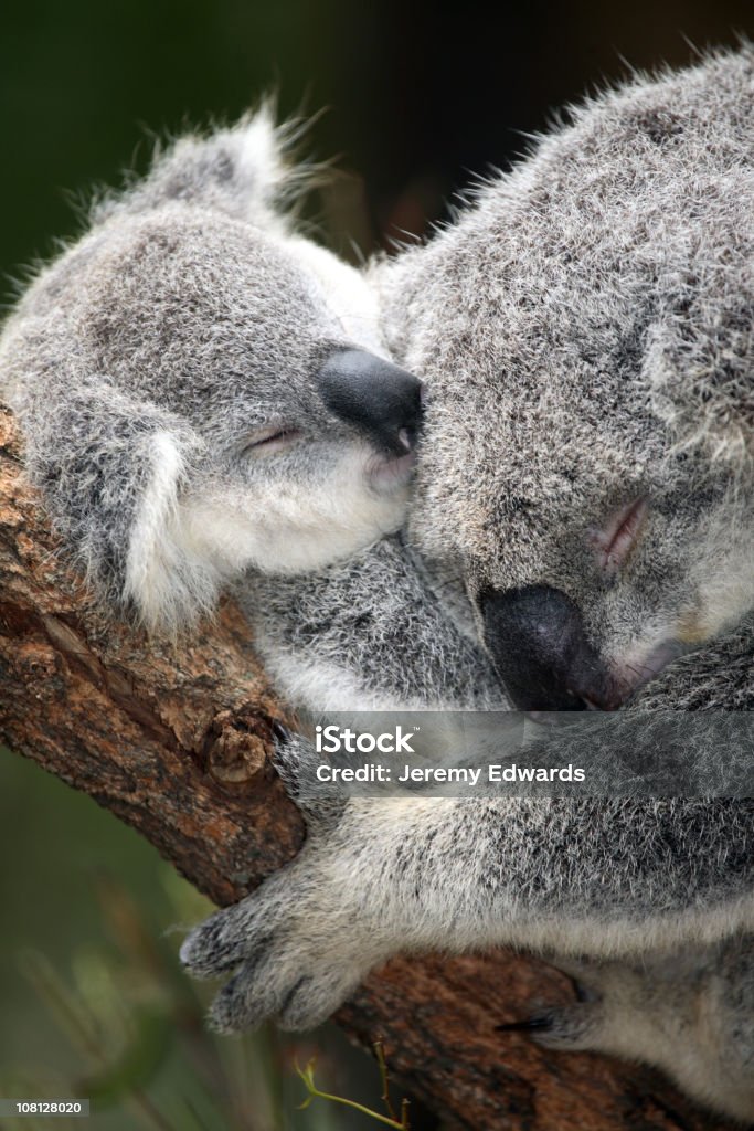 Koala e neonati - Foto stock royalty-free di Koala