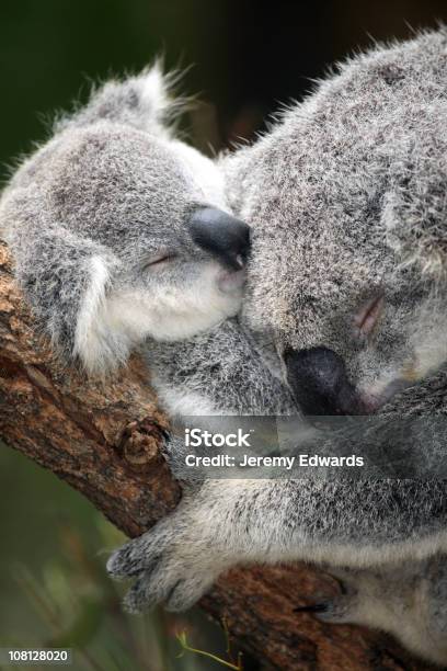 Koala E Neonati - Fotografie stock e altre immagini di Koala - Koala, Dormire, Albero di eucalipto