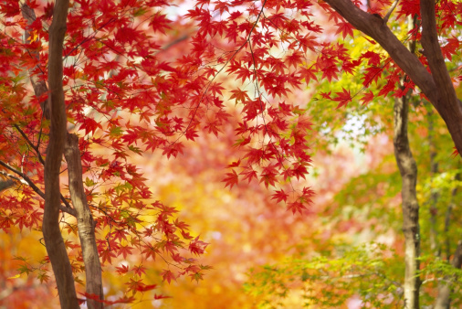 Japanese maple tree leaves, Red maple leaves on a sunny autumn day ,Close-up of Japanese maple leaves